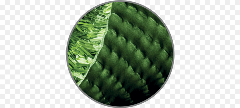 Closeup Image Of Synlawn Enviroloc California, Moss, Plant, Leaf, Food Free Png Download