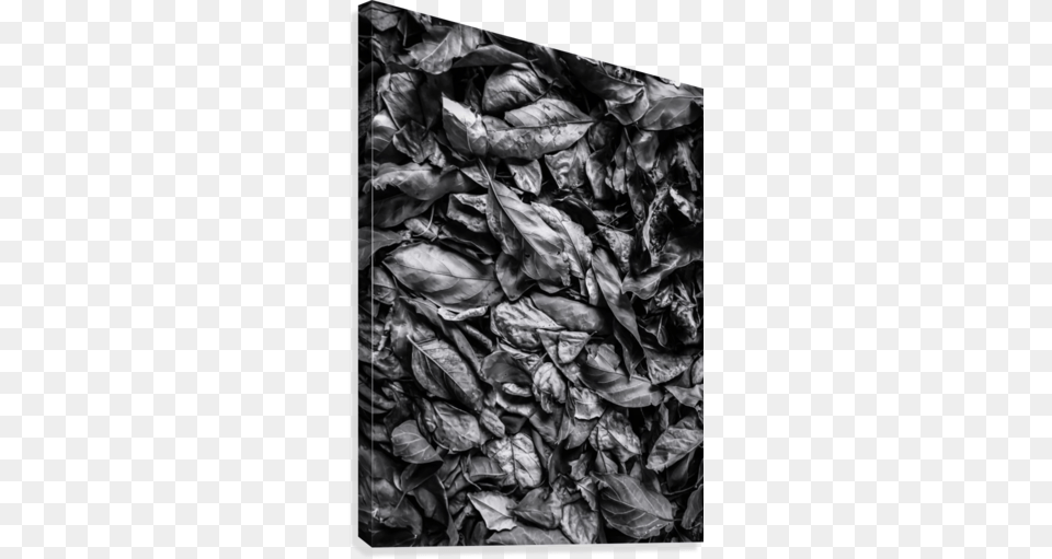 Closeup Leaf Texture In Black And White Canvas Print Artist, Plant Png