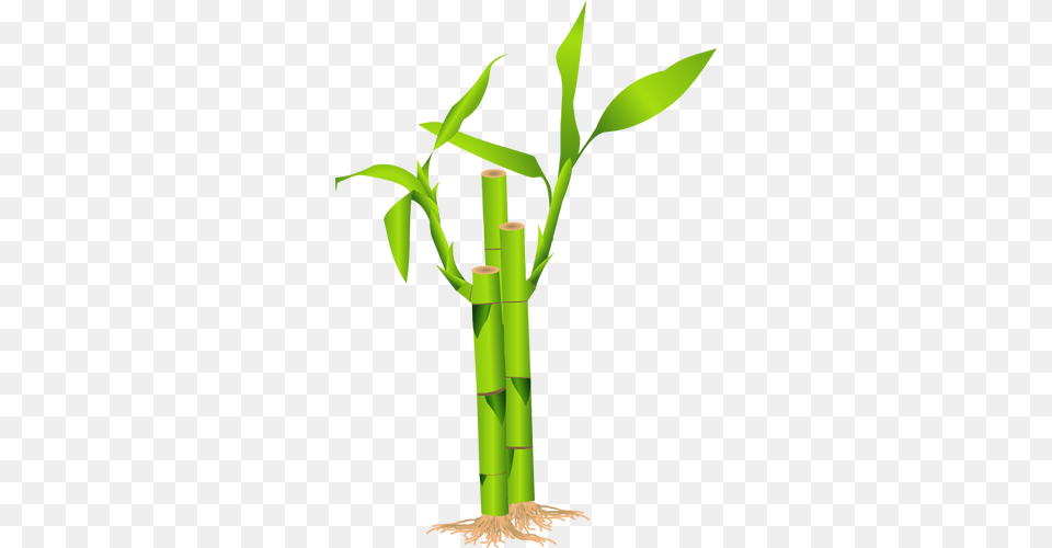 Closeup Of Bamboo Stalk Vector Illustration, Plant, Cross, Symbol Free Png Download