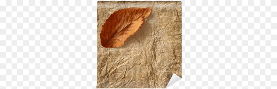 Closeup Of Old Parchment Paper With Leaf Wall Mural Parchment, Plant, Texture, Tree, Tobacco Png Image