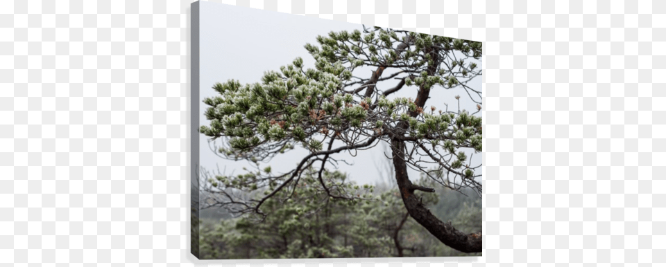 Closeup Of Pine Tree Branch In Field Of Kemeri Moor Emeri, Plant, Vegetation, Tree Trunk, Woodland Free Png Download