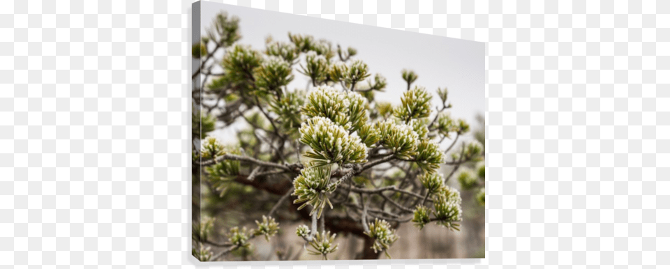 Closeup Of Pine Tree Branch In Field Of Kemeri Moor Marsh Labrador Tea, Bud, Conifer, Fir, Flower Free Transparent Png