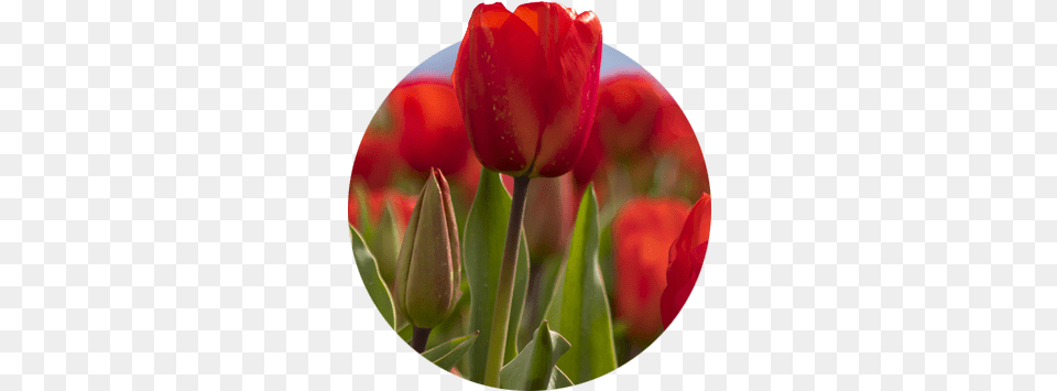 Closeup Of Red Tulip And Bud With Blurred Red Tulips Sprenger39s Tulip, Flower, Plant Png