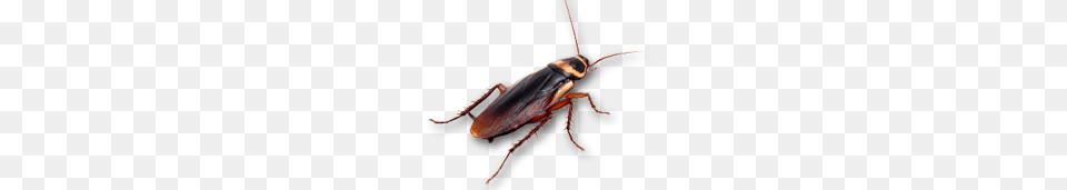 Closeup Roach, Animal, Cockroach, Insect, Invertebrate Png