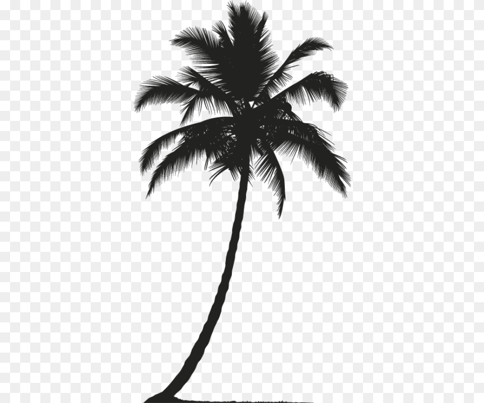 Clothes Images Dress, Palm Tree, Plant, Tree Free Transparent Png