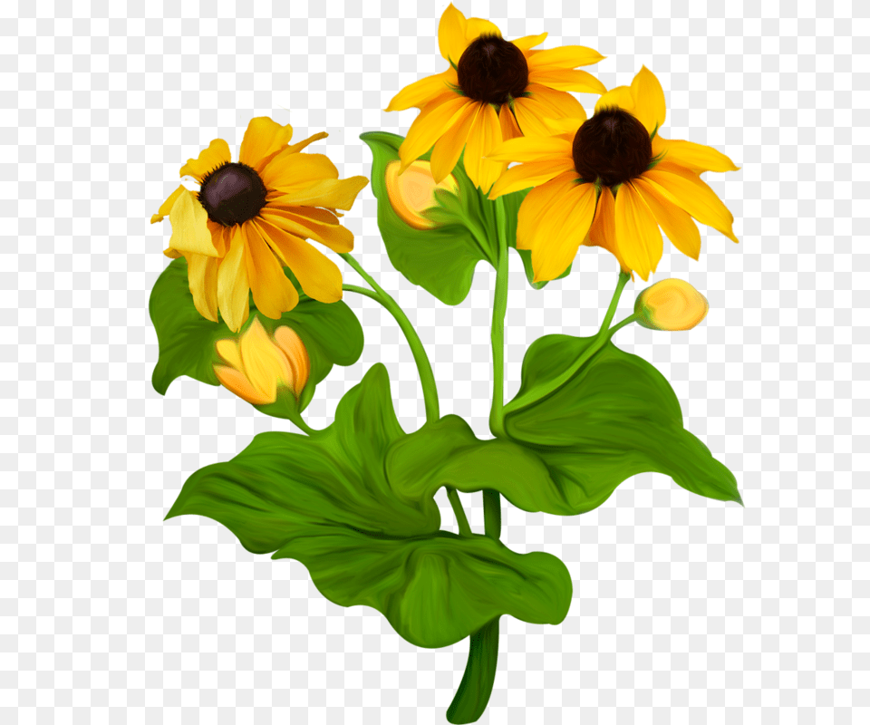 Clothing Flower Clip Art, Daisy, Plant, Petal, Sunflower Png
