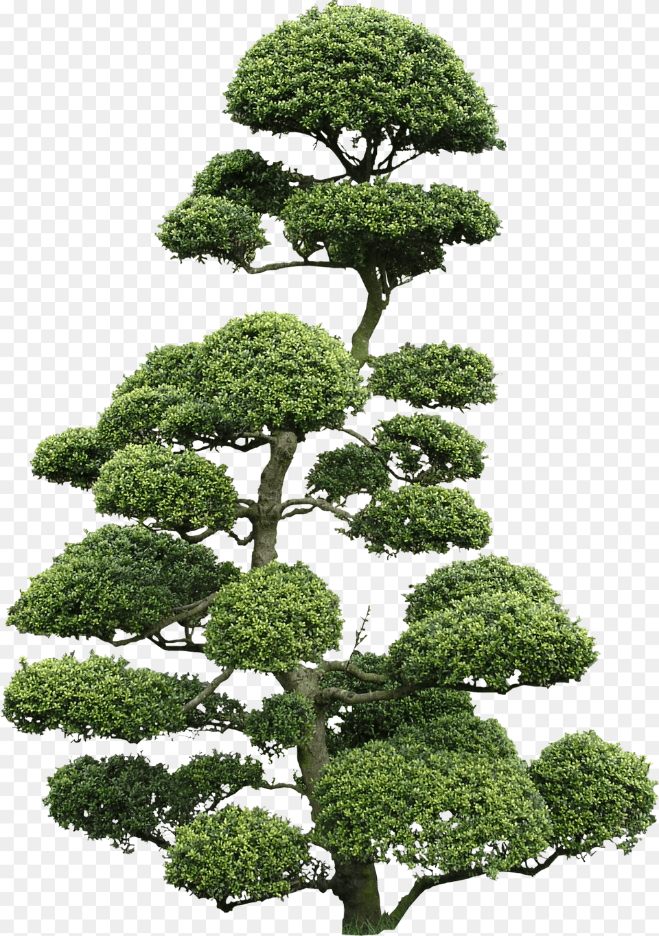 Cloud Tree Textures Cloud Pruned Tree, Green, Plant, Potted Plant, Bonsai Free Png Download
