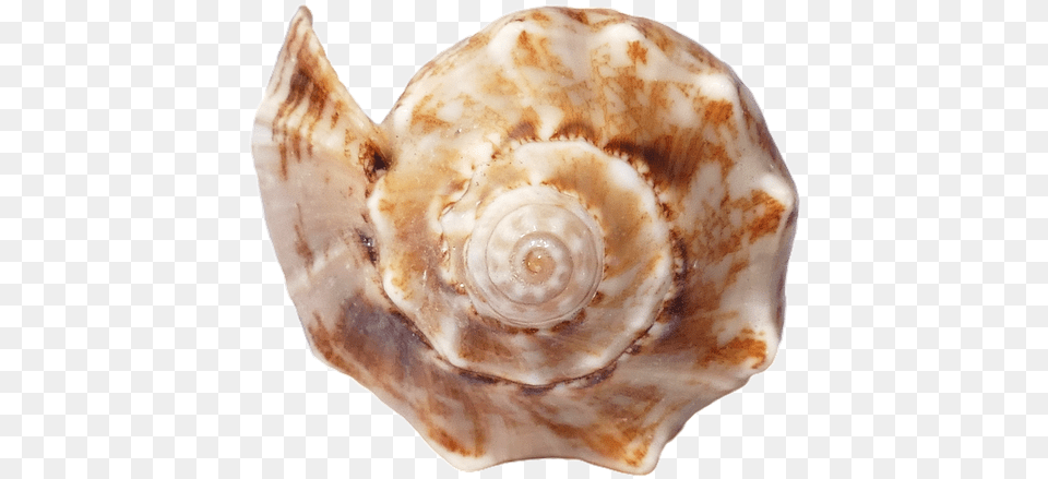 Clouds Sea Sand V Seashell, Animal, Invertebrate, Sea Life, Conch Png Image