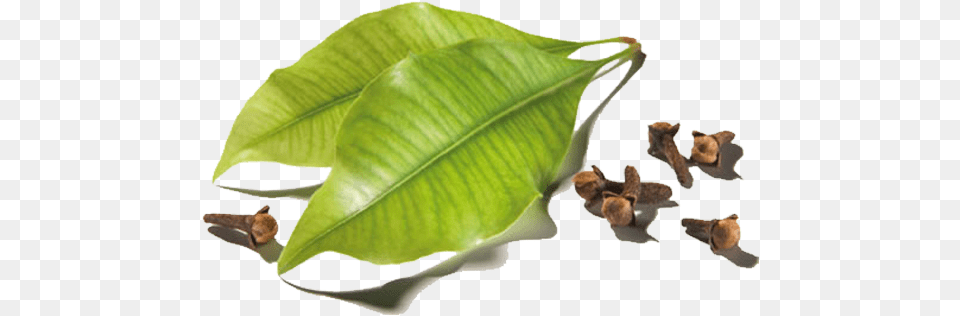 Clove Leaf, Herbal, Herbs, Plant, Tree Free Png
