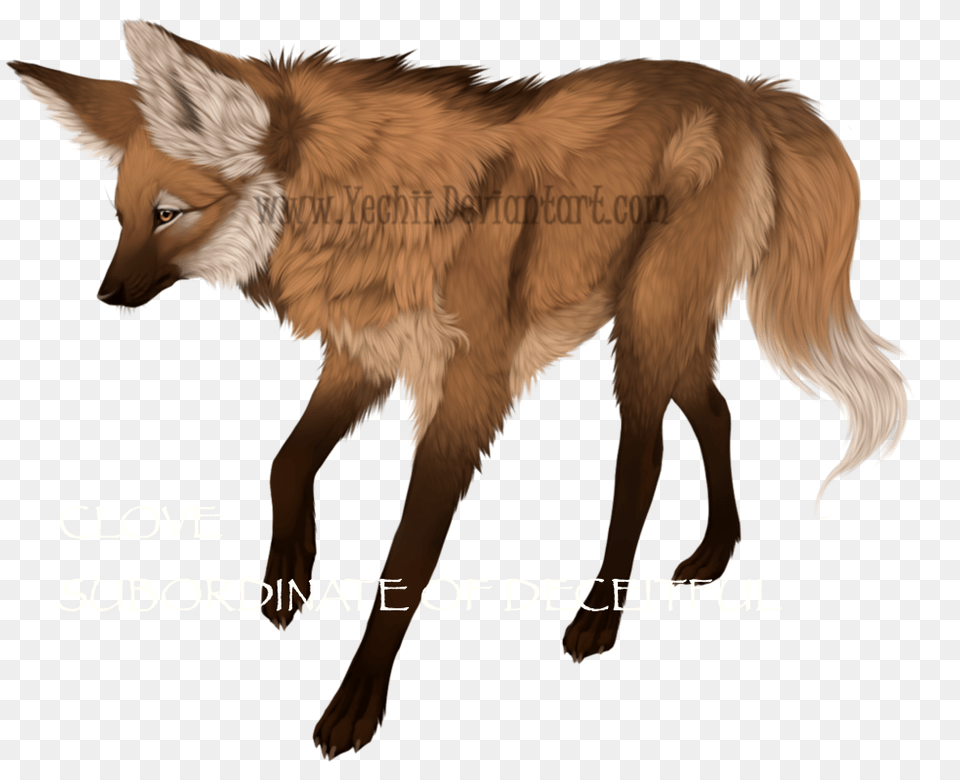 Clove Maned Wolf, Animal, Red Wolf, Mammal, Canine Free Png Download