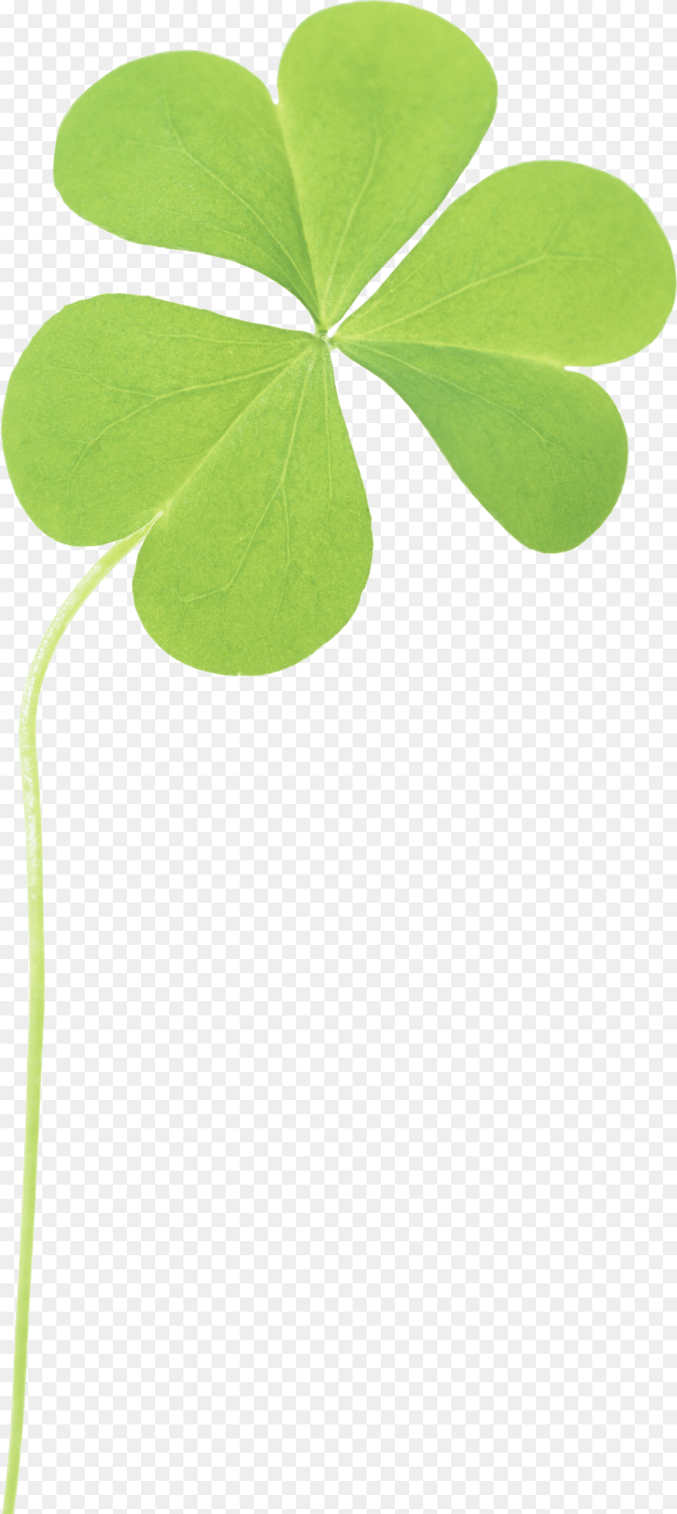 Clover, Leaf, Plant Free Transparent Png