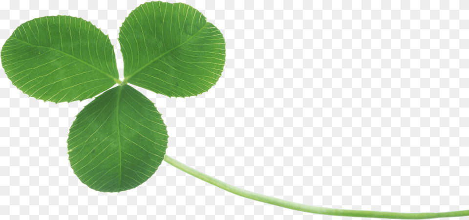 Clover, Leaf, Plant Png Image