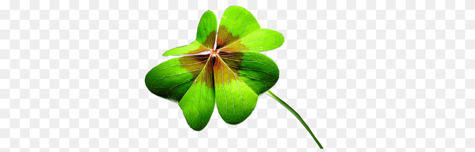 Clover, Leaf, Plant, Herbal, Herbs Png