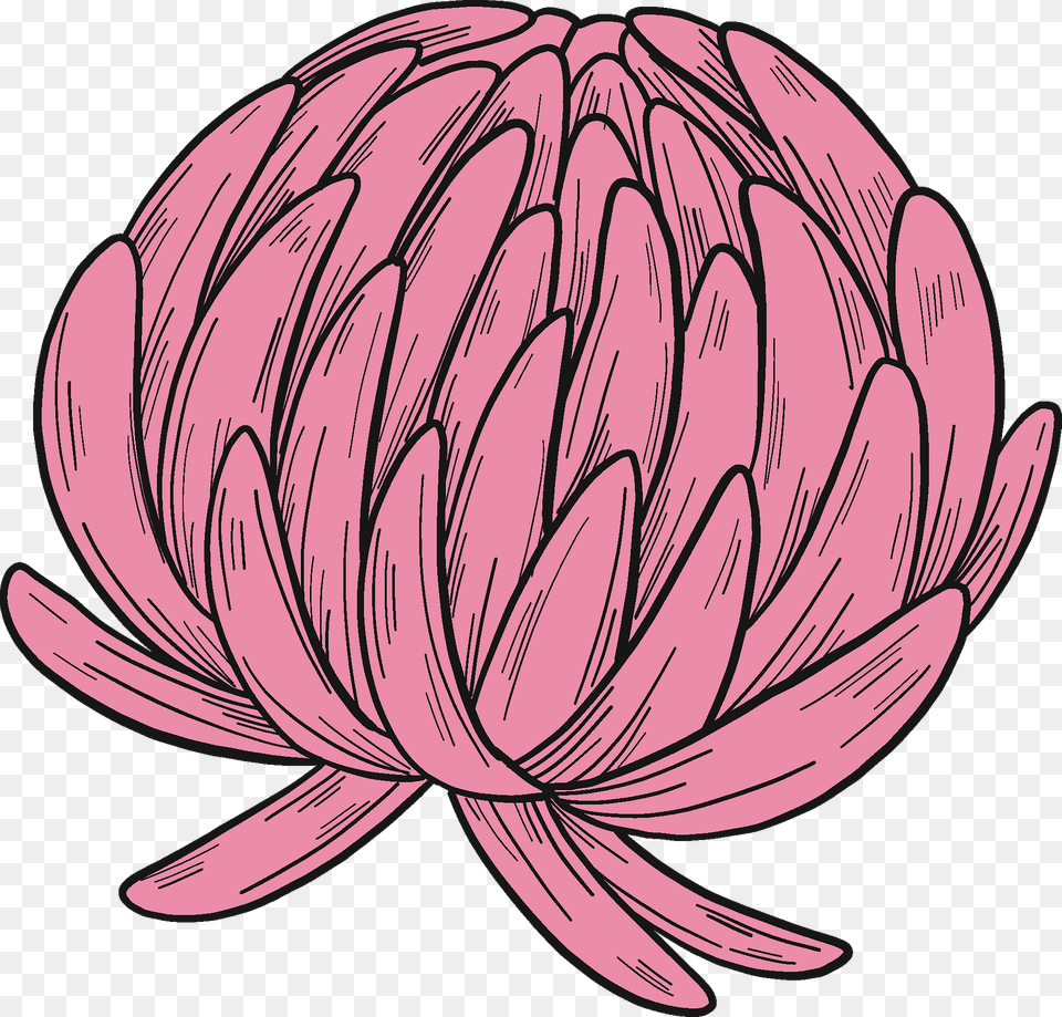 Clover Blossom Clipart, Dahlia, Flower, Plant, Petal Png