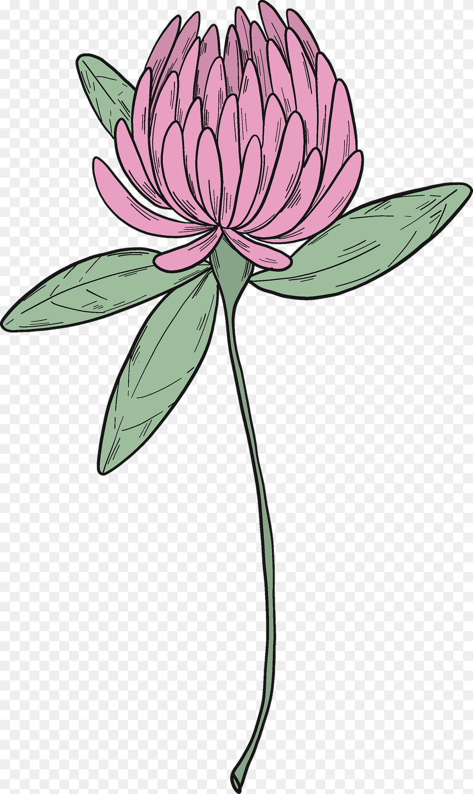 Clover Blossom Clipart, Dahlia, Flower, Plant, Petal Free Transparent Png
