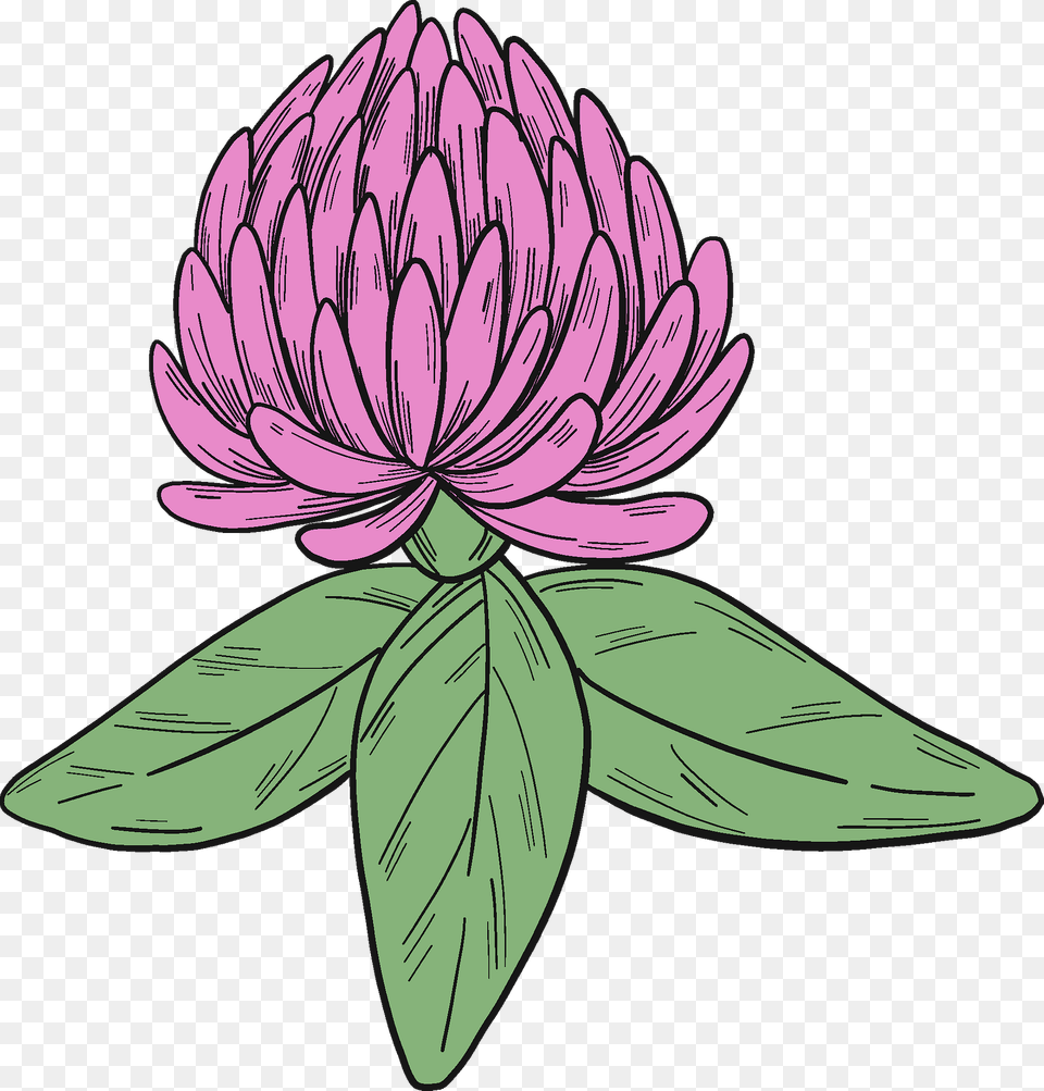 Clover Blossom Clipart, Dahlia, Flower, Plant, Purple Free Png Download