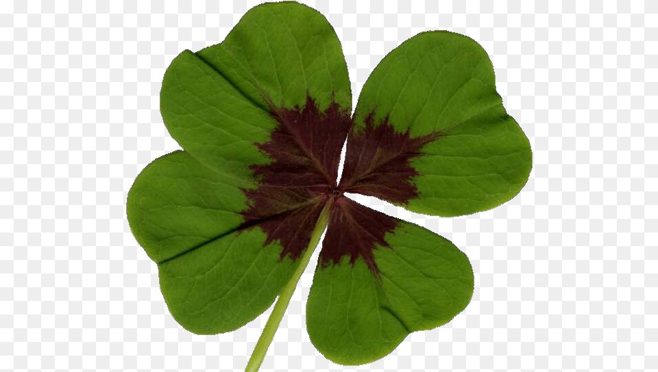 Clover Darkoviny Vypstuj Si Tylstek, Leaf, Plant, Purple Png