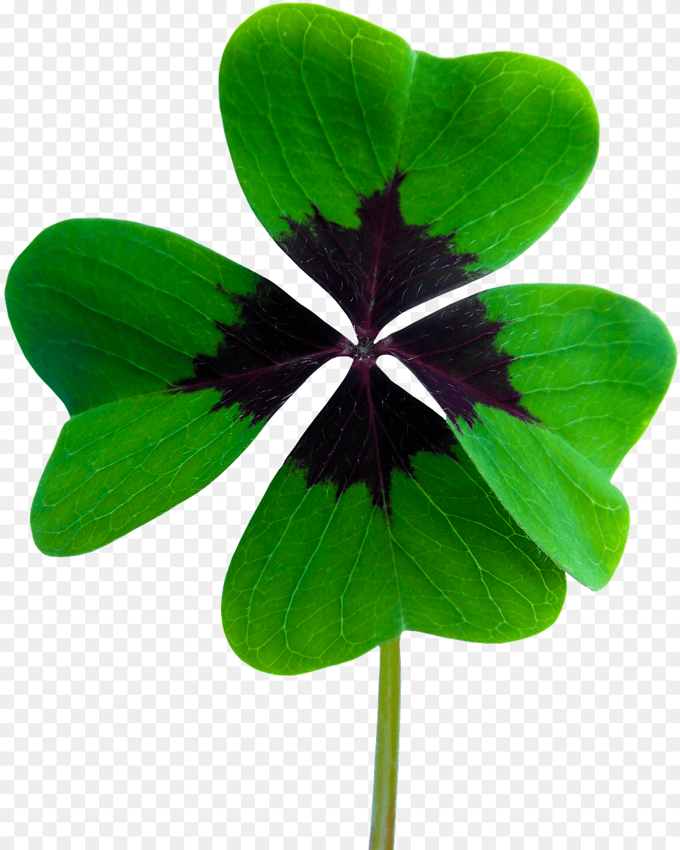 Clover Flower, Leaf, Plant, Geranium Png Image