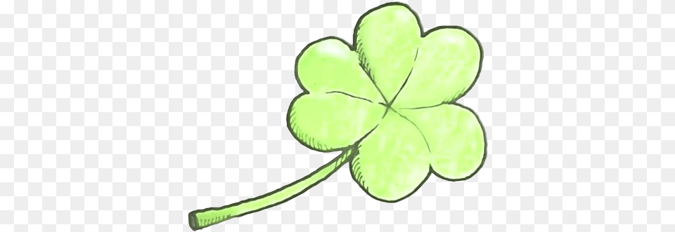 Clover Hd Quality Shamrock, Leaf, Plant, Annonaceae, Tree Free Png