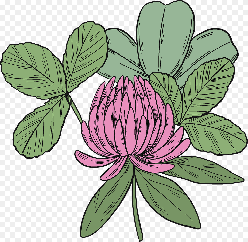 Clover Leaves And Blossom Clipart, Dahlia, Flower, Leaf, Plant Png Image