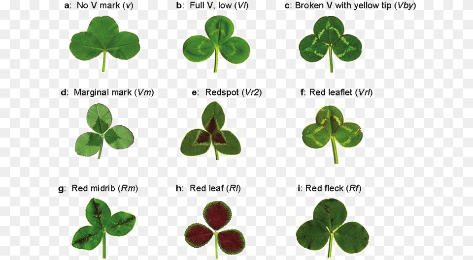 Clover Picture, Leaf, Plant Png Image