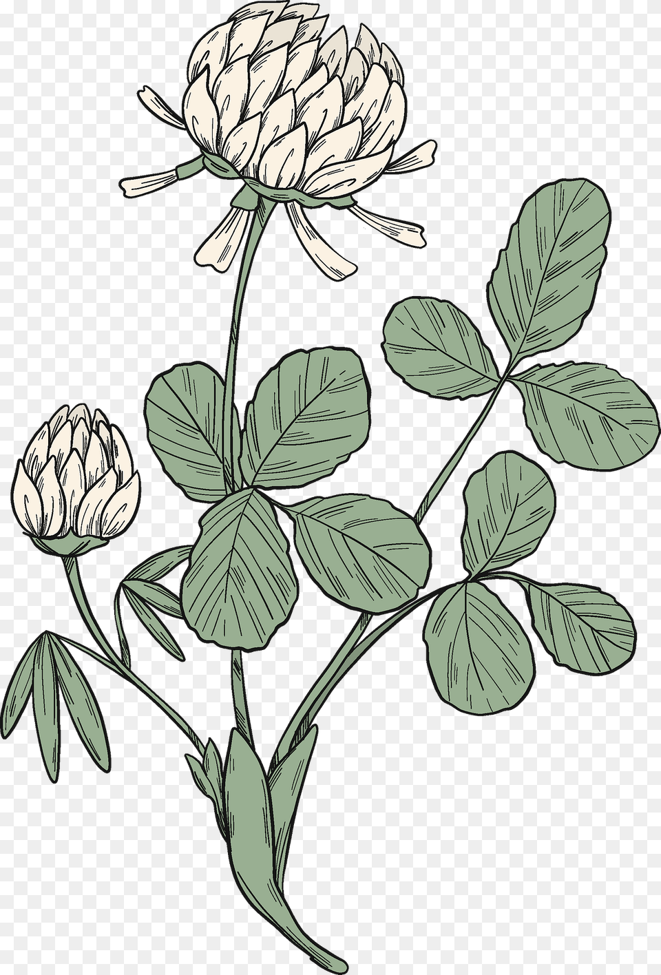 Clover Plant Clipart, Art, Leaf, Drawing, Flower Free Png Download