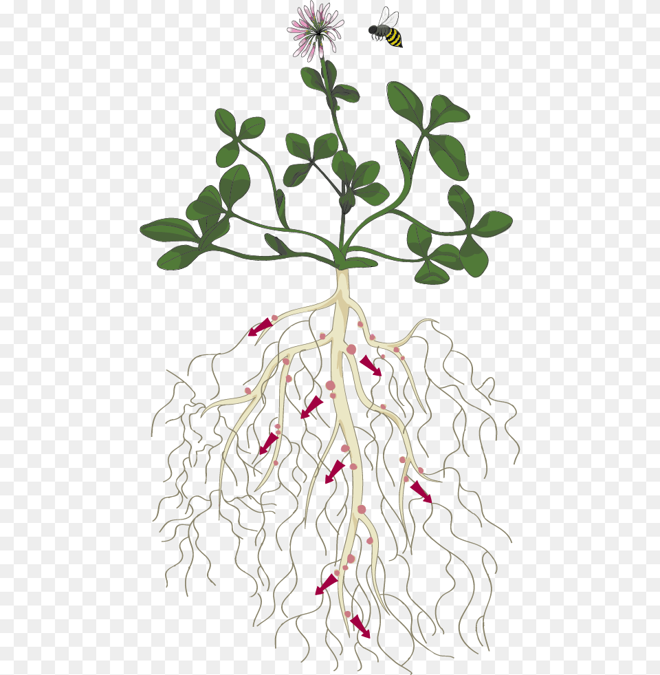 Clover Plant With Roots, Root, Flower, Animal, Bee Free Png Download