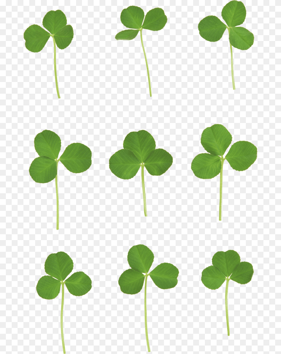 Clover Texture, Leaf, Plant, Sprout Png Image