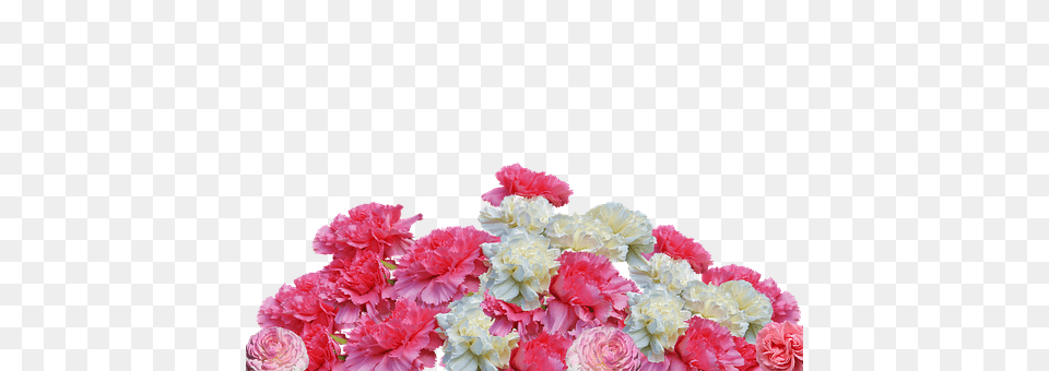 Cloves Carnation, Flower, Flower Arrangement, Flower Bouquet Free Png Download
