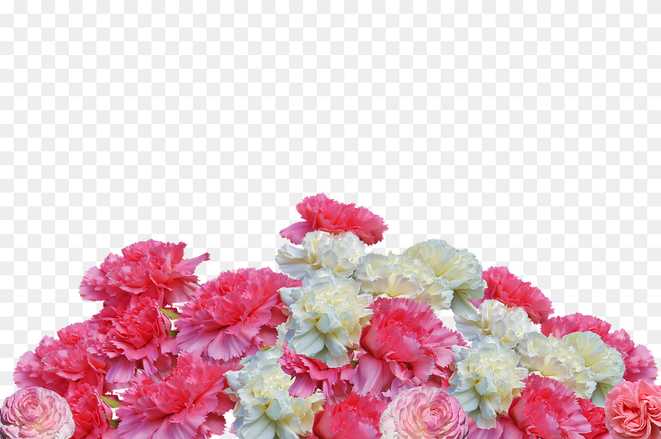 Cloves Carnation, Flower, Flower Arrangement, Flower Bouquet Free Transparent Png