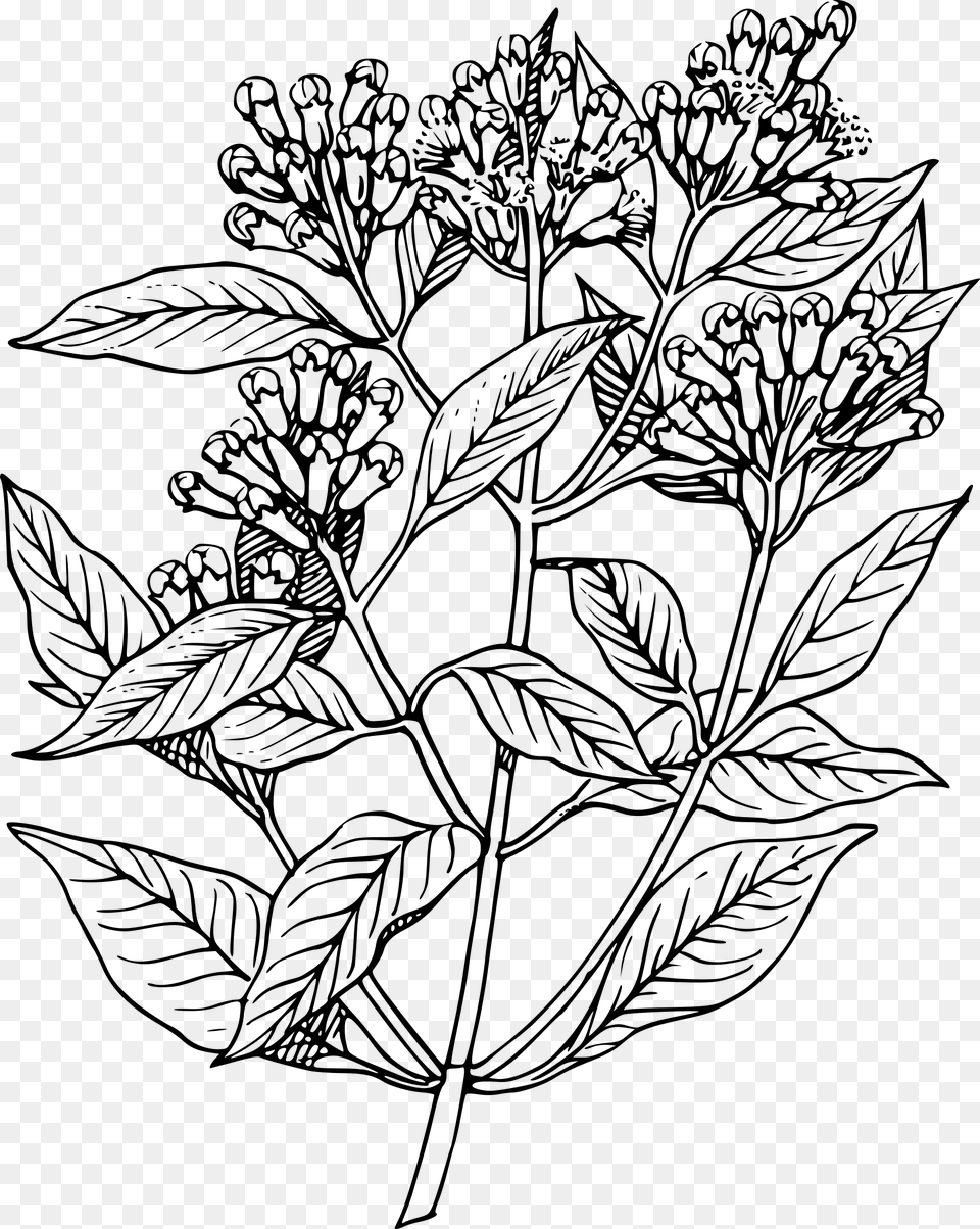 Clovetree Clip Arts Elder Flower Line Art, Gray Png Image