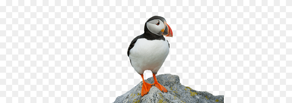 Clown Bird Animal, Puffin, Beak Png Image