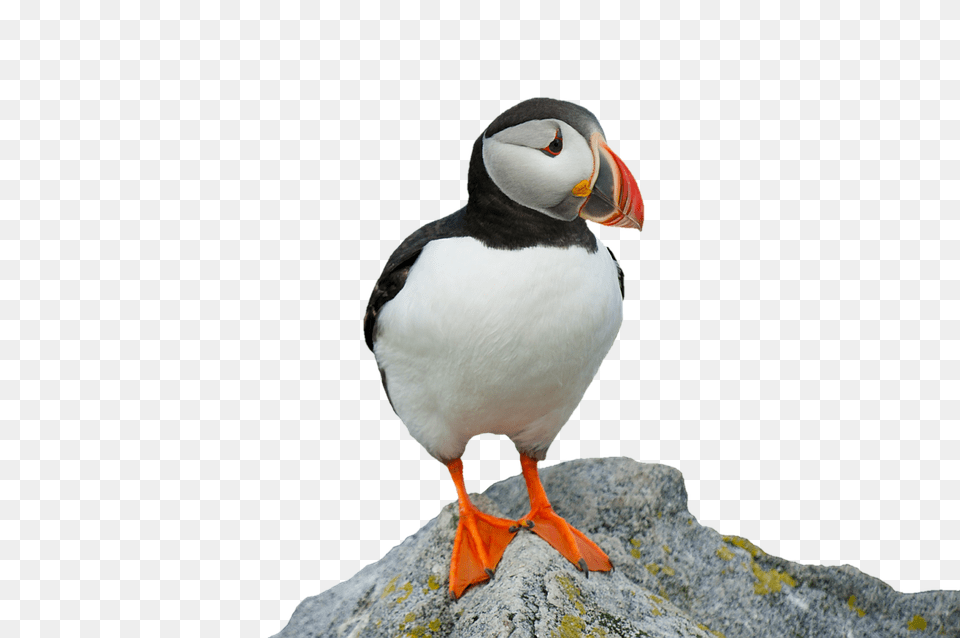 Clown Bird Animal, Puffin Png Image