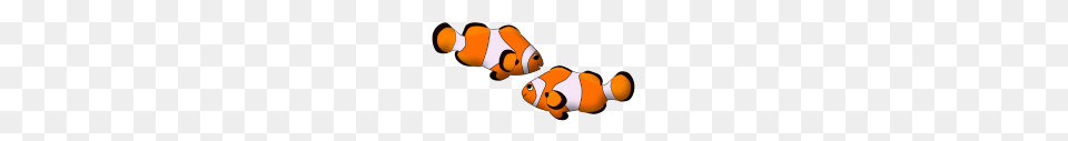 Clown Fish, Amphiprion, Animal, Sea Life, Baby Free Transparent Png