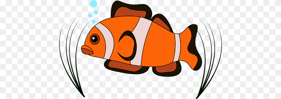 Clown Fish Amphiprion, Animal, Sea Life, Baby Free Png