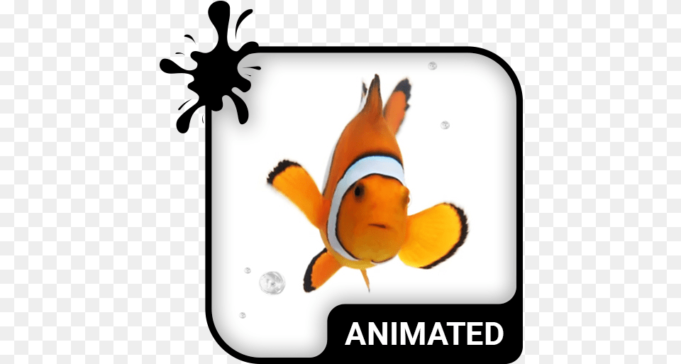 Clown Fish Animated Keyboard Live Wallpaper Old Versions Phoenix Icon Animated, Amphiprion, Animal, Sea Life Free Png Download