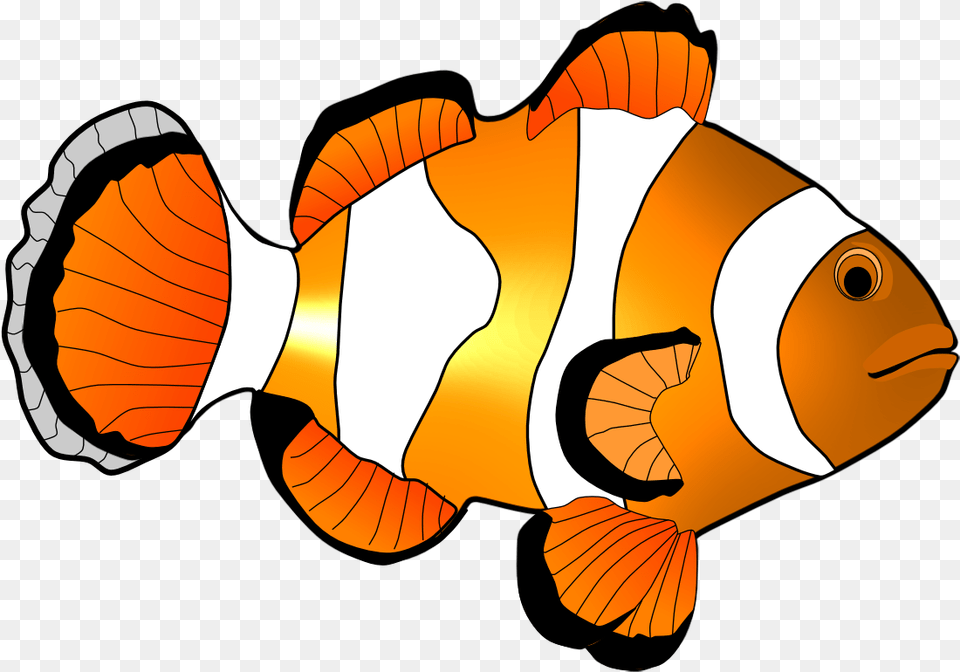 Clown Fish Clip Art Clipart Coral Reef Fish, Amphiprion, Animal, Sea Life, Baby Png Image