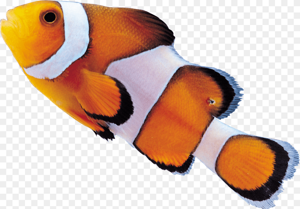 Clown Fish Clownfish, Amphiprion, Animal, Sea Life Png