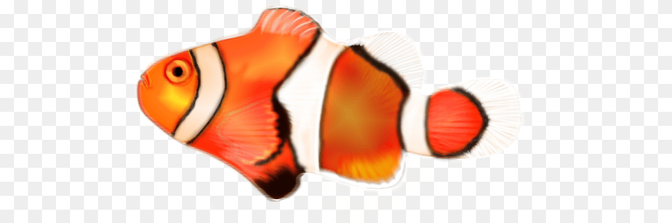 Clown Fish Clownfish, Amphiprion, Animal, Sea Life, Smoke Pipe Free Png Download