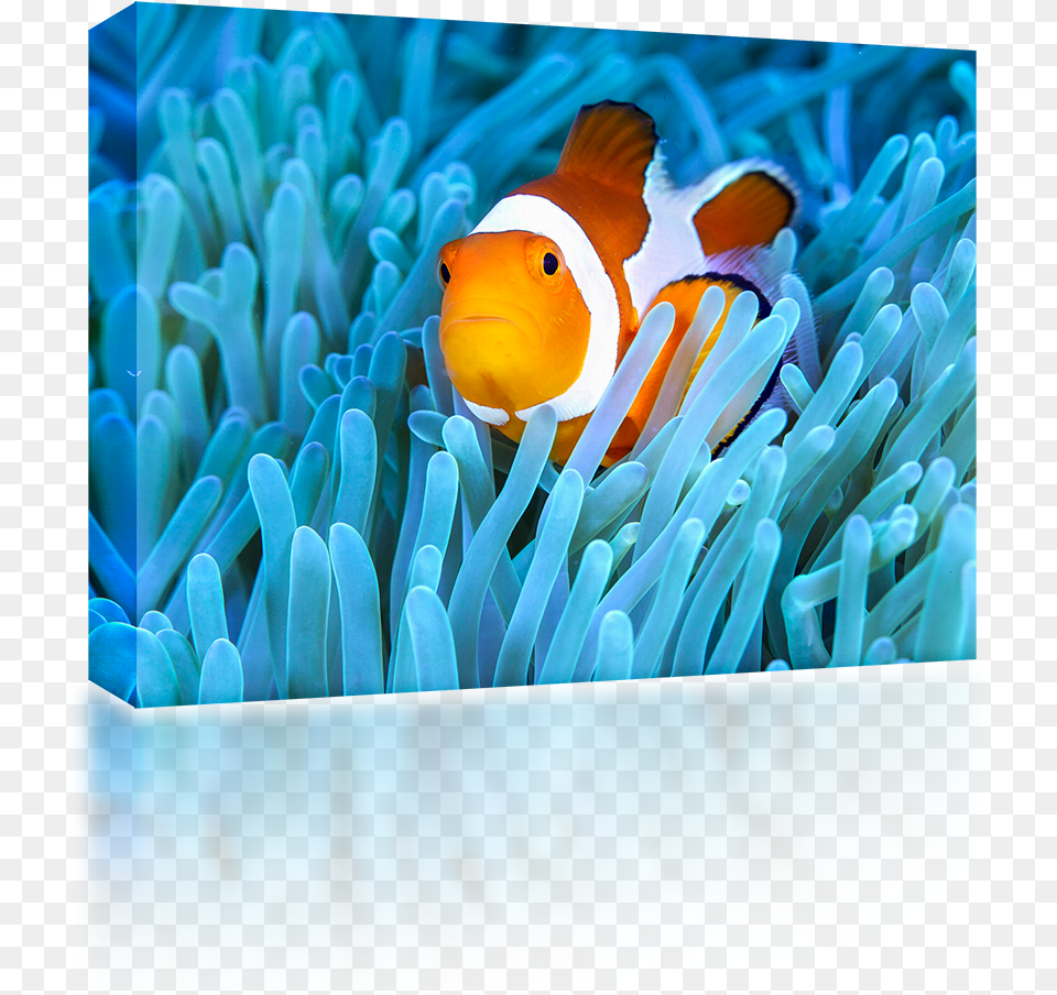 Clown Fish Clownfish, Amphiprion, Animal, Sea Life, Invertebrate Free Png Download