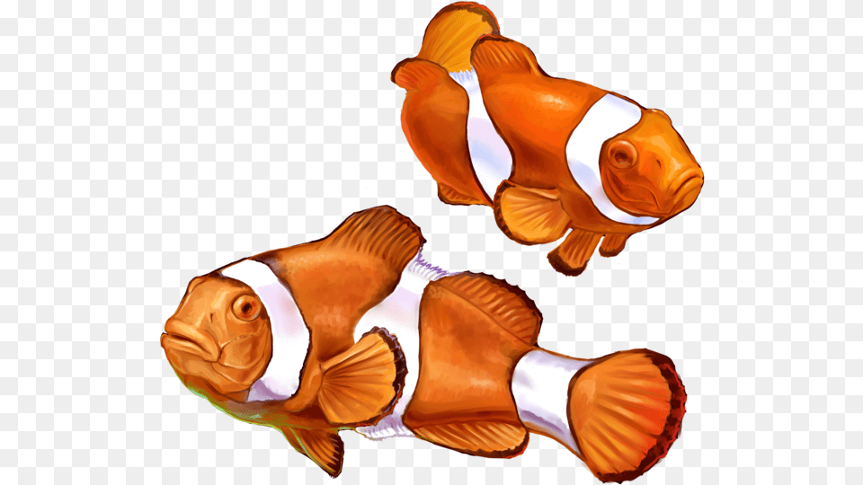 Clown Fish Graphic Transparent Library Nemo Fish, Amphiprion, Animal, Sea Life Png Image