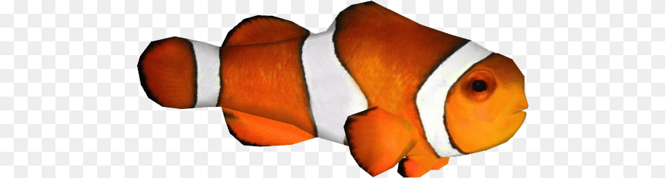 Clown Fish Image Download Clown Fish, Amphiprion, Animal, Sea Life, Baby Png
