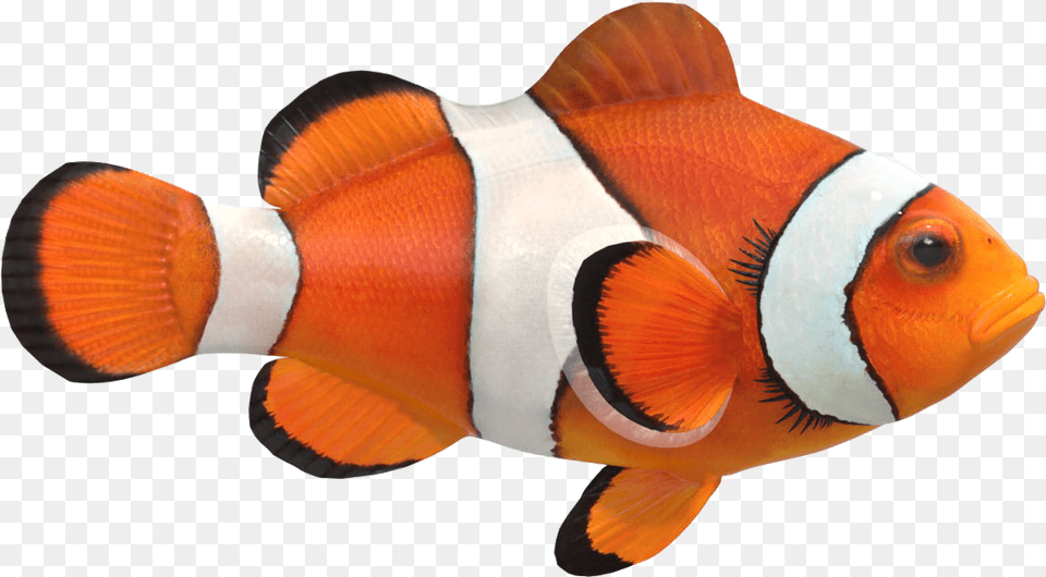 Clown Fish Image File Clown Fish, Amphiprion, Animal, Sea Life Png