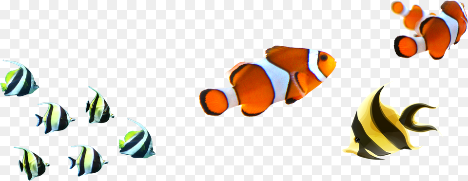 Clown Fish No Background, Amphiprion, Animal, Sea Life, Angelfish Png Image