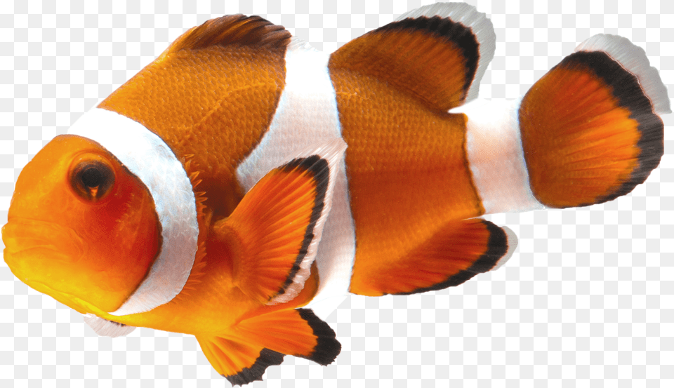 Clown Fish Transparent, Amphiprion, Animal, Sea Life Png Image