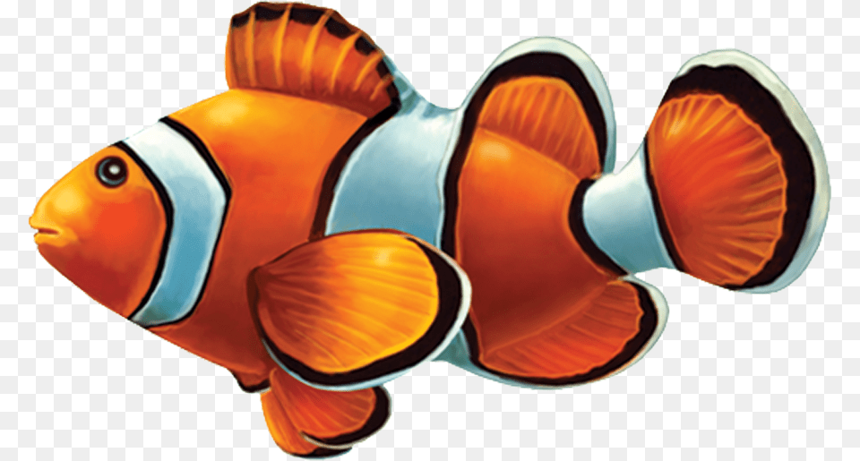Clown Fish Background Pool Tile Mosaic Fish, Amphiprion, Animal, Sea Life Free Transparent Png
