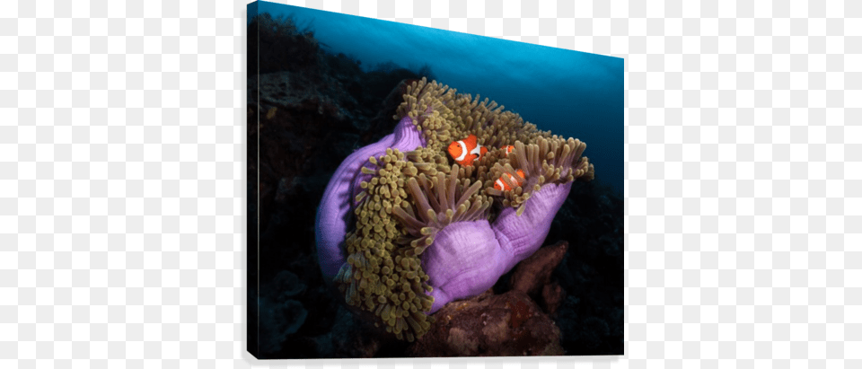 Clown Fish With Magnificent Anemone Canvas Print Trademark Art 39clown Fish With Magnificent, Water, Sea Life, Sea Anemone, Sea Free Png Download