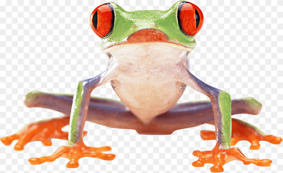 Clown Frog, Amphibian, Animal, Wildlife, Tree Frog Free Png