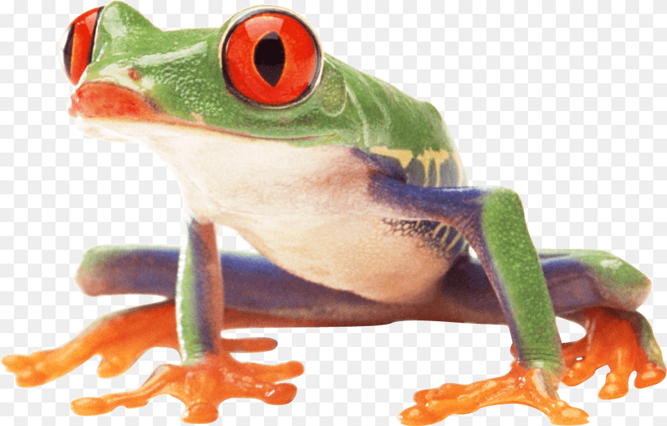 Clown Frog Sideview, Amphibian, Animal, Wildlife, Tree Frog Png Image