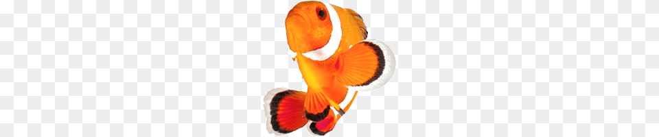 Clownfish, Amphiprion, Animal, Fish, Sea Life Png Image